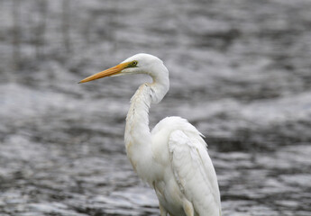 Fototapeta na wymiar Close up portrait of a great egret bird standing next to the water