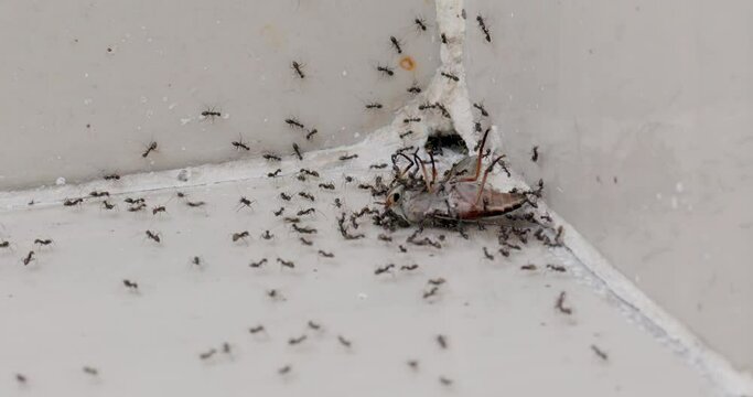 Ants are trying to drag a gadfly into an anthill, 4k, 60fps