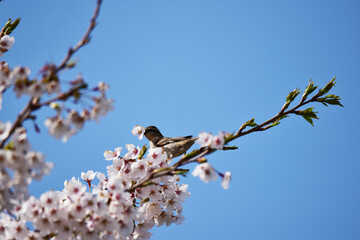 桜の花をくわえるメスのニュウナイスズメ