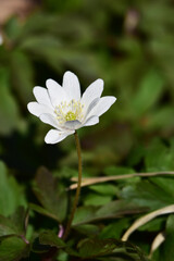 野に咲くキクザキイチゲ一輪