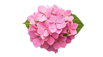 Beautiful pink flower of hydrangea isolated on a white background, PNG Transparency