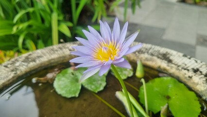 Beautiful water lily or lotus (Nymphaea alba) blooming on pond. Beautiful fresh lotus flower with a green leaf in the pond. A lotus water lily floating on the water, magical spring and summer.