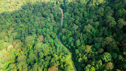Aerial drone view of lush green forest trees scenery at Endau Rompin State Park in Kuala Rompin, Pahang, Malaysia