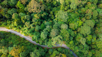 Aerial drone view of lush green forest trees scenery at Endau Rompin State Park in Kuala Rompin, Pahang, Malaysia