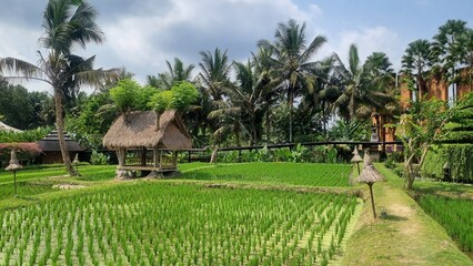 Bali rice terraces with field cottages. Beautiful rice terraces in the morning light. Stunning rice...