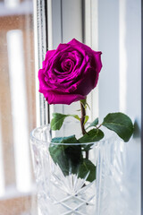 Purple rose in vase on the windowsill with water droplets on the petals. On a white background