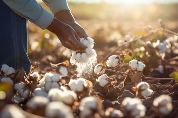 Foto op Aluminium farmer hands harvesting cotton tree at cotton field bokeh style background © toonsteb