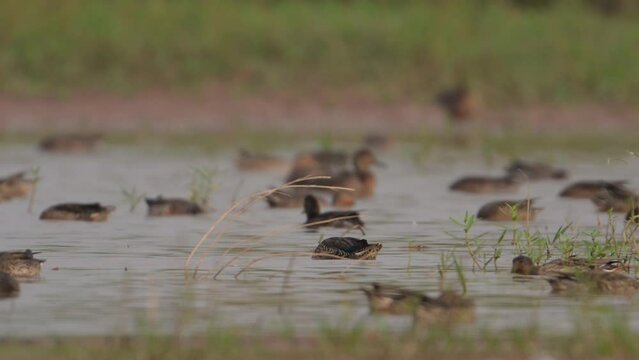 Flock of Ducks in Lake Side in Morning
