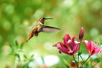 Hummingbird hovers in mid-air over a lily flower against a serene summer background - 677966309