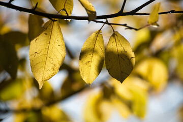 Close up of a tree branch with yellow leaves