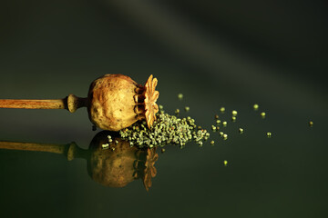 Dried poppy seed heads against dark background