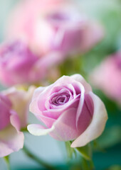 Rose flower pink beautiful macro close up