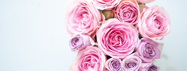 Rose flower pink beautiful macro close up