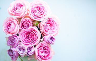 Rose flower pink beautiful macro close up