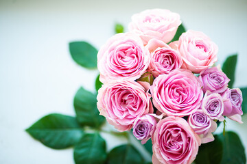 Rose flower pink beautiful macro close up