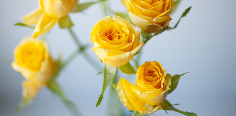 Flower roses yellow close up macro