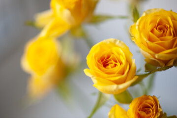 Flower roses yellow close up macro