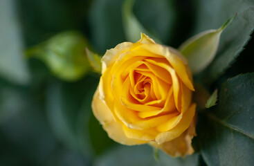 Flower roses yellow close up macro