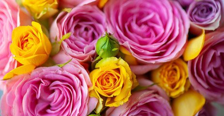 Flowers roses  close up macro pink and yellow