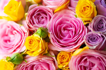 Flowers roses macro close up beautiful pink and yellow flower