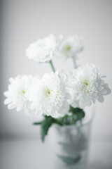 Fototapeta na wymiar Flower white beautiful macro close up