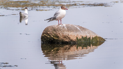 Black-headed gull, lat. Chroicocephalus ridibundus, sits on the river shore