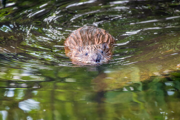 Muskrat, Ondatra zibethicuseats swiming at the surface of the lake water.