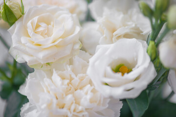 Flower white macro close up beautiful flowers