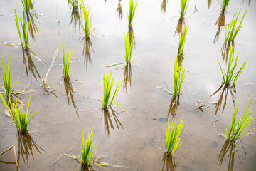 Young rice grass plants growing in terraced rice fields on the island of Lombok in Indonesia, Southeast Asia
