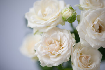 Flower white macro close up beautiful flowers