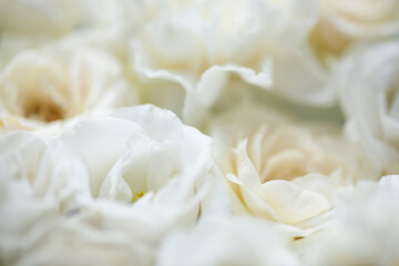 Flower white macro close up beautiful flowers