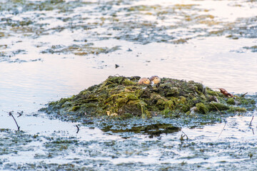 Great Crested Grebe, Podiceps cristatus, water bird sitting on the nest, nesting time on the green lake