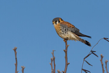 American Kestrel