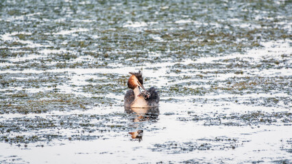 The water bird Great crested Grebe, Podiceps cristatus, swimming in the lake, and its cute babies riding on its back