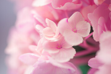 Fototapeta na wymiar Hortensia flower pink macro close up hydrangea