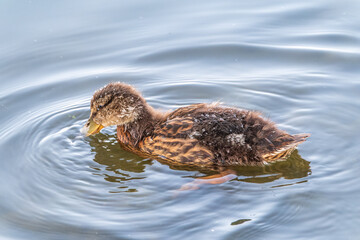 Cute little duckling swimming alone in a lake or river with calm water