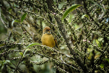 bird on the branch