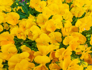 Close up of yellow pansies