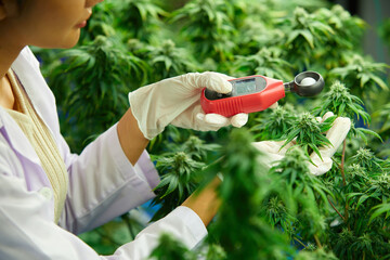 close up scientist hands using light meter and measuring hemp or cannabis plants in the greenhouse