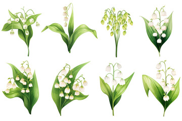 Watercolor paintings Lily of the valley flower symbols On a white background. 