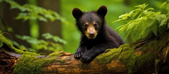In the lush forest the background was adorned with the vibrant colors of nature as a cute young bear with its thick fur posed for a portrait capturing the essence of its adorable and wild na