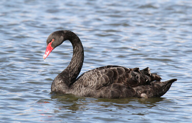 Black swan bird swimming on a lake of water
