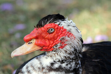 Close up portrait of a black and white muscovy duck bird
