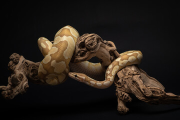 Yellow python with brown spots wrapped around a curved branch. A portrait of a ball python against...