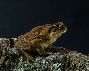 Marine toad close up, side view. Rhinella marina sits on a piece of bark covered with moss and lichen. Giant neotropical toad on dark background in studio. High quality horizontal photo