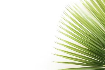 A versatile background, featuring vibrant green palm leaves against a white backdrop, with plenty of room for customization to suit your unique artistic vision. Photorealistic illustration