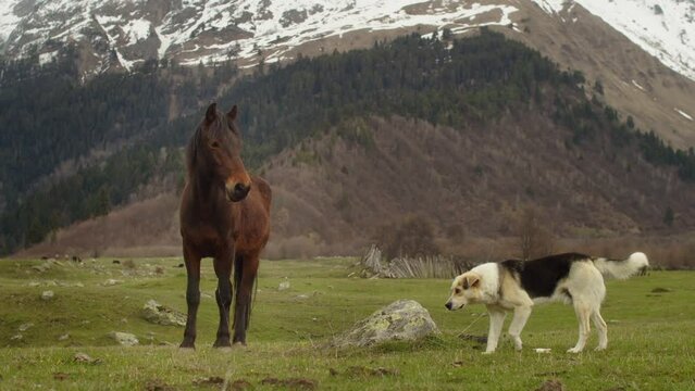 Shepherd dog and horse walking in a high mountain meadow. Amazing calm animals against the backdrop of a mountain landscape. Dog herding horse