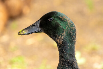 czarna kaczka zdjęcie portretowe w zbliżeniu © Henryk Niestrój