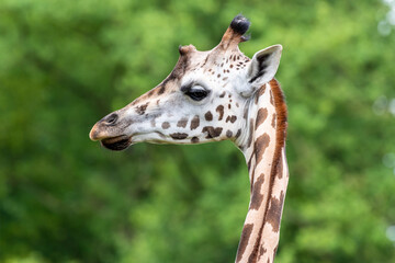 głowa żyrafy na rozmytym zielonym tle
