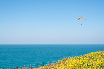 Seoubong peak yellow rape flower field and Hamdeok Beach with paragliding in Jeju island, Korea